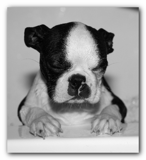 Howie the Sunwoods Boston Terrier Puppy