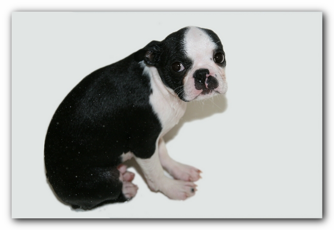 Howie the Sunwoods Boston Terrier Puppy