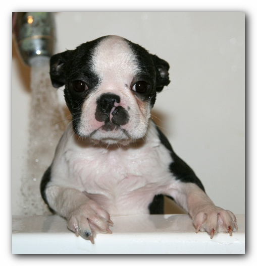 Howie the Sunwoods Boston Terrier Puppy