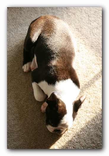 Howie the Sunwoods Boston Terrier Puppy