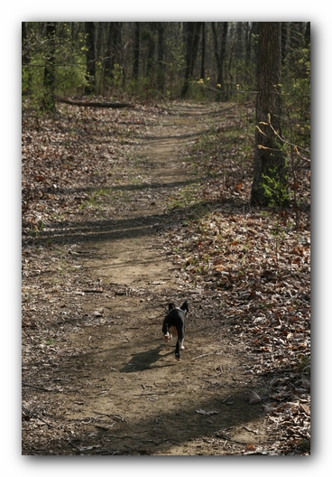 Howie the Sunwoods Boston Terrier Puppy