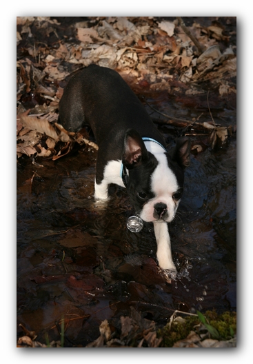 Howie the Sunwoods Boston Terrier Puppy