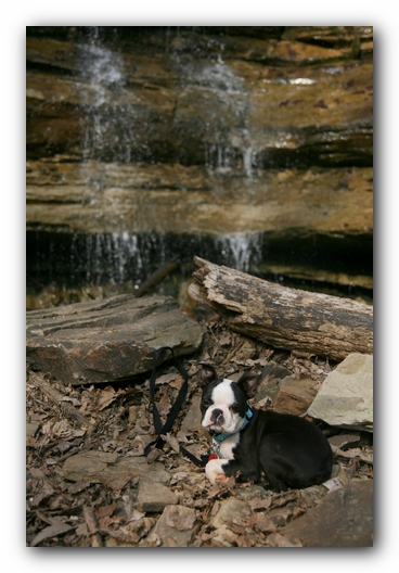 Howie the Sunwoods Boston Terrier Puppy