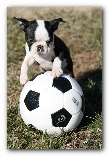 Howie the Sunwoods Boston Terrier Puppy