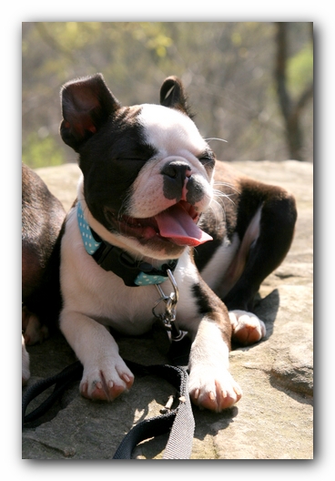 Howie the Sunwoods Boston Terrier Puppy