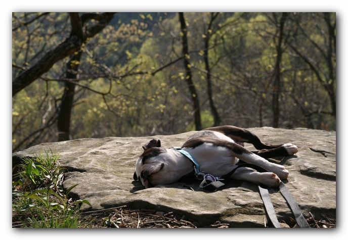 Howie the Sunwoods Boston Terrier Puppy