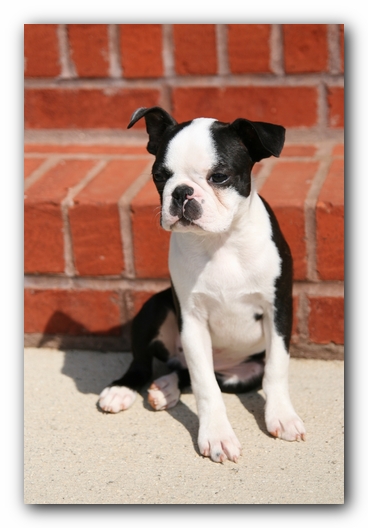Howie the Sunwoods Boston Terrier Puppy