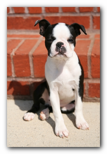 Howie the Sunwoods Boston Terrier Puppy