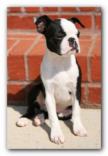 Howie the Sunwoods Boston Terrier Puppy