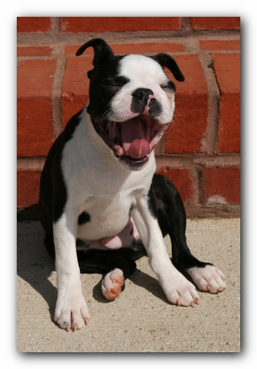 Howie the Sunwoods Boston Terrier Puppy
