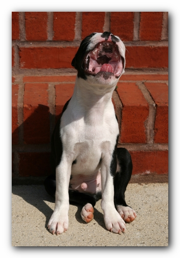 Howie the Sunwoods Boston Terrier Puppy