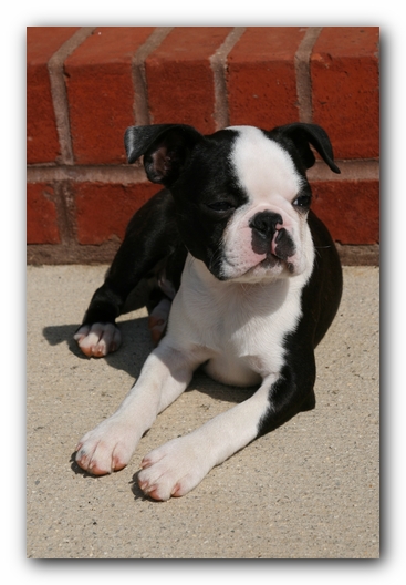 Howie the Sunwoods Boston Terrier Puppy