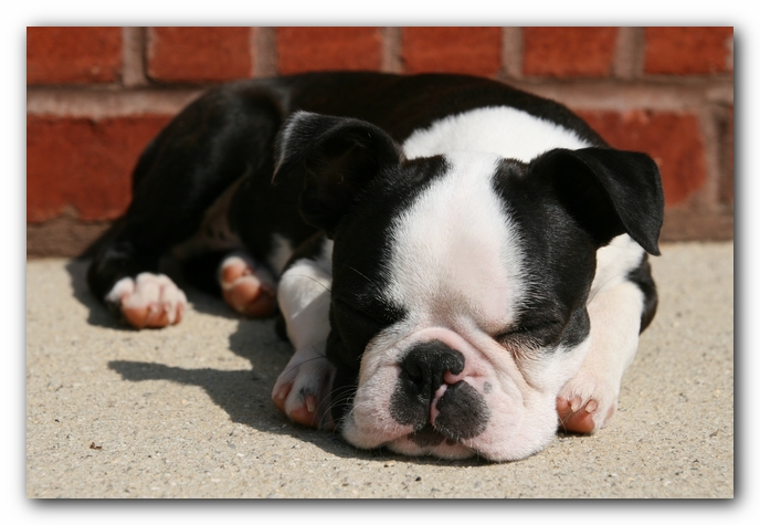 Howie the Sunwoods Boston Terrier Puppy