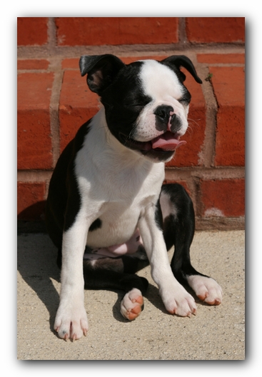 Howie the Sunwoods Boston Terrier Puppy