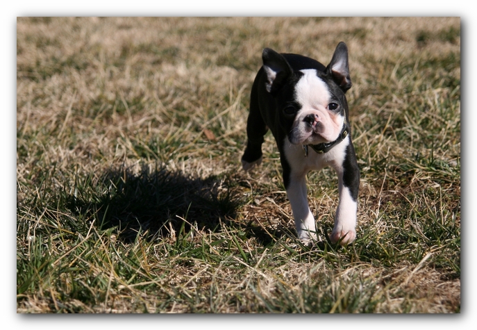 Howie the Sunwoods Boston Terrier Puppy