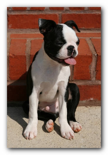 Howie the Sunwoods Boston Terrier Puppy
