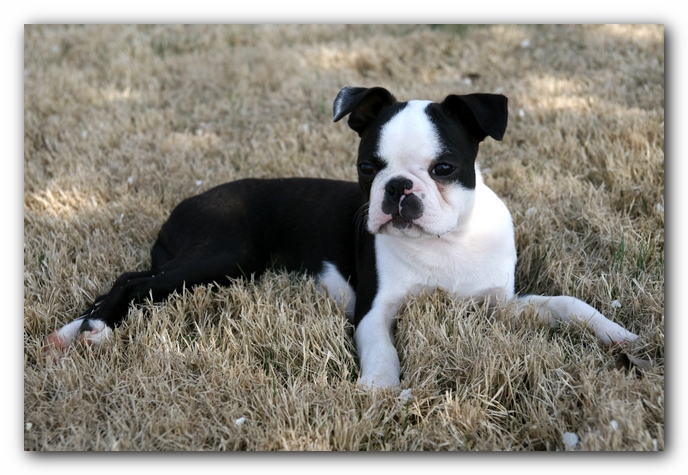 Howie the Sunwoods Boston Terrier Puppy
