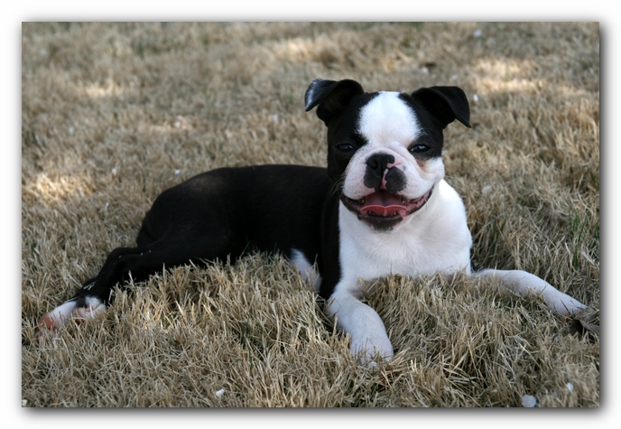 Howie the Sunwoods Boston Terrier Puppy