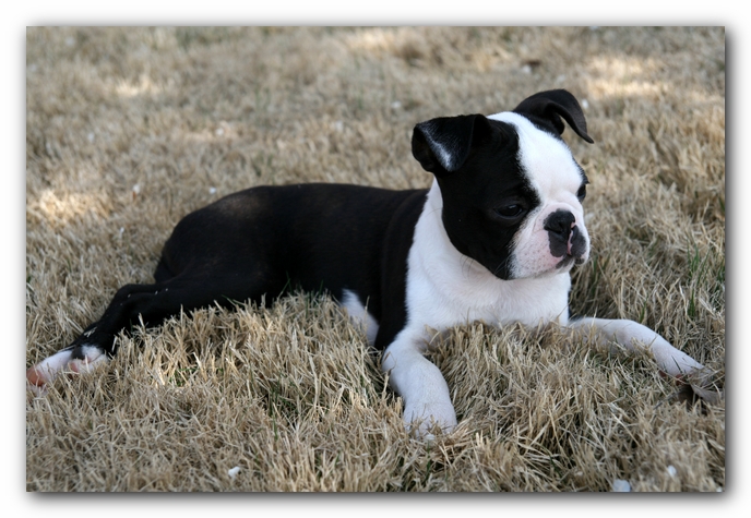 Howie the Sunwoods Boston Terrier Puppy