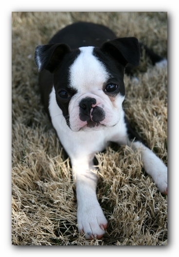 Howie the Sunwoods Boston Terrier Puppy