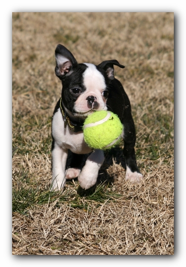 Howie the Sunwoods Boston Terrier Puppy