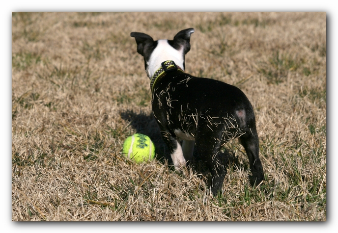Howie the Sunwoods Boston Terrier Puppy