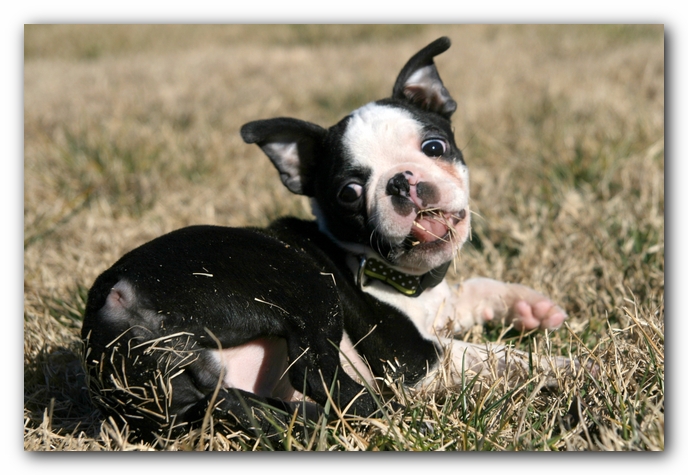Howie the Sunwoods Boston Terrier Puppy