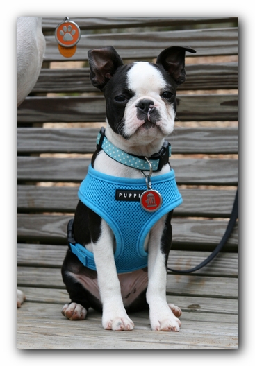 Howie the Sunwoods Boston Terrier Puppy