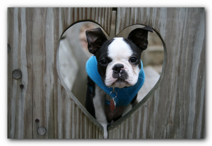 Howie the Sunwoods Boston Terrier Puppy
