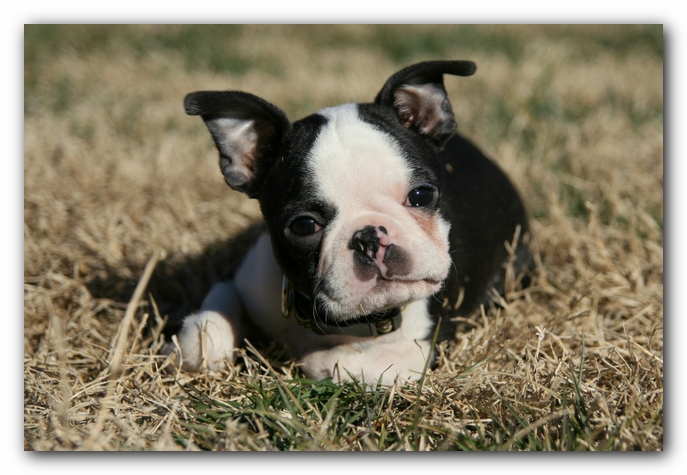 Howie the Sunwoods Boston Terrier Puppy