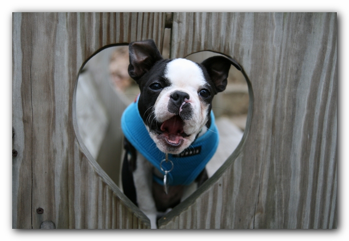 Howie the Sunwoods Boston Terrier Puppy
