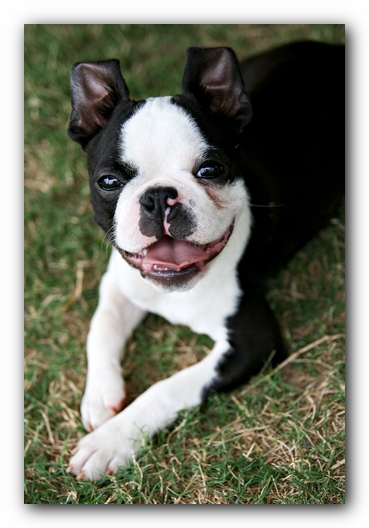 Howie the Sunwoods Boston Terrier Puppy