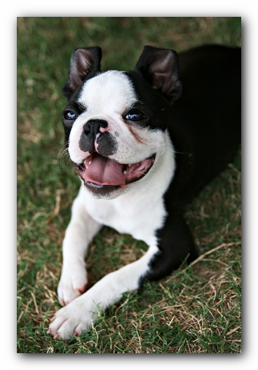 Howie the Sunwoods Boston Terrier Puppy