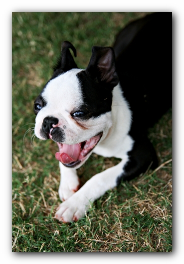 Howie the Sunwoods Boston Terrier Puppy
