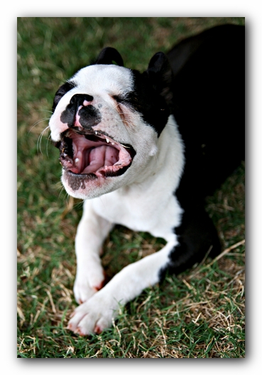 Howie the Sunwoods Boston Terrier Puppy