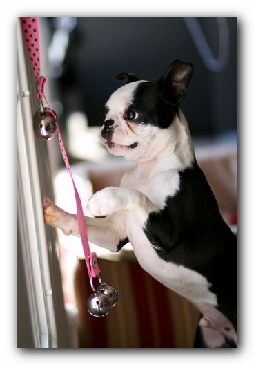 Howie the Sunwoods Boston Terrier Puppy