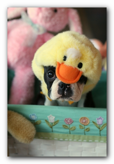 Howie the Sunwoods Boston Terrier Puppy