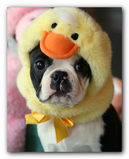 Howie the Sunwoods Boston Terrier Puppy