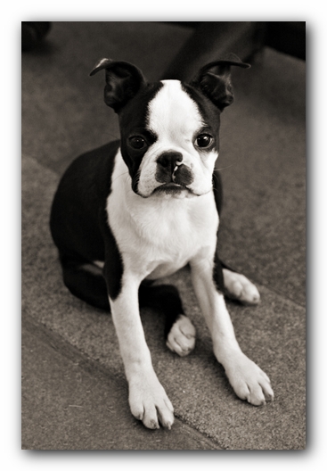 Howie the Sunwoods Boston Terrier Puppy