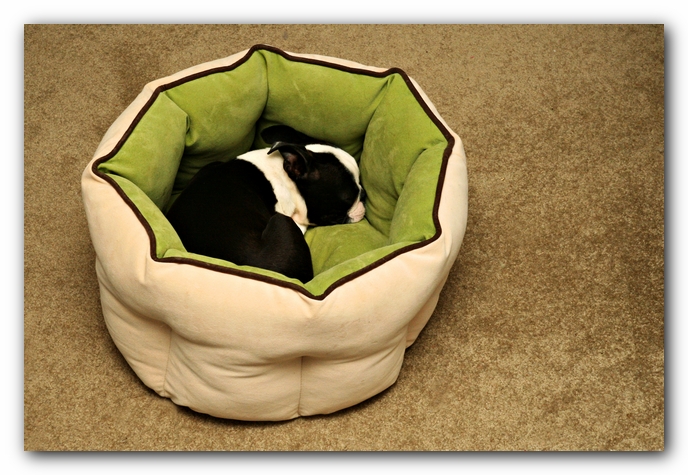 Howie the Sunwoods Boston Terrier Puppy