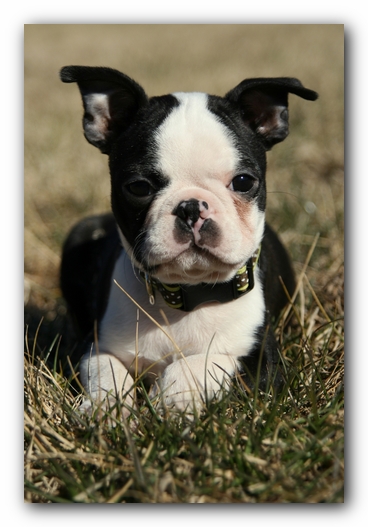 Howie the Sunwoods Boston Terrier Puppy