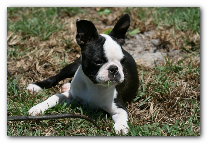 Howie the Sunwoods Boston Terrier Puppy