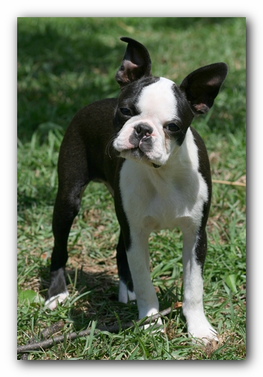 Howie the Sunwoods Boston Terrier Puppy