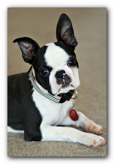 Howie the Sunwoods Boston Terrier Puppy