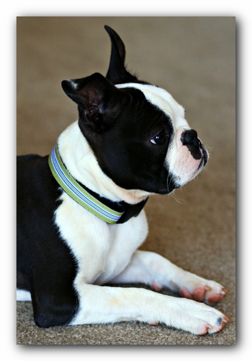 Howie the Sunwoods Boston Terrier Puppy