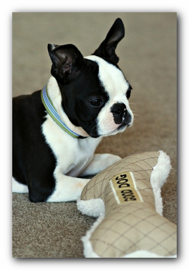 Howie the Sunwoods Boston Terrier Puppy