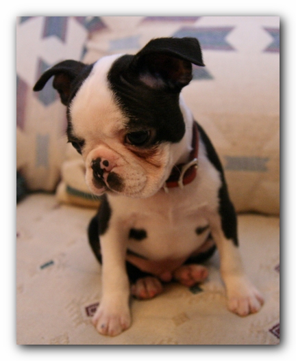 Howie the Sunwoods Boston Terrier Puppy