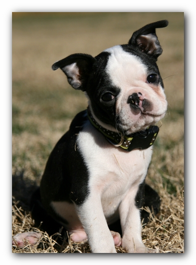 Howie the Sunwoods Boston Terrier Puppy
