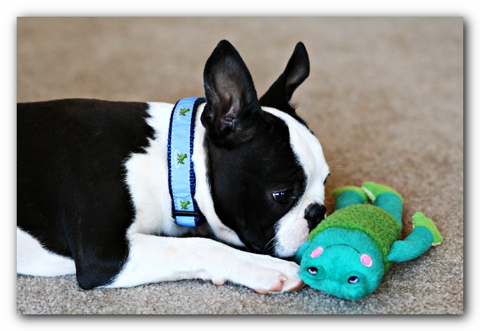 Howie the Sunwoods Boston Terrier Puppy