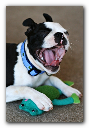 Howie the Sunwoods Boston Terrier Puppy